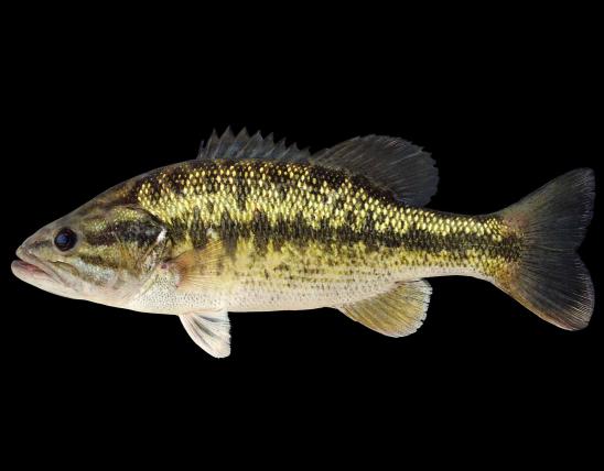 Spotted bass side view photo with black background